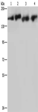 PLCB3 Antibody