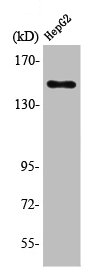 PLCB3 Antibody