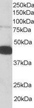 Goat anti-Pleckstrin Antibody