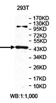 PLEKHA9 Rabbit Polyclonal Antibody