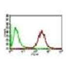 PLIN2 Antibody