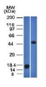 PLIN2 Antibody