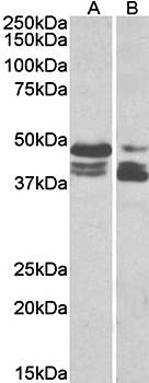 Goat anti-perilipin 3 / TIP47 (aa154-167) Antibody