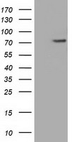 PLK1 Antibody