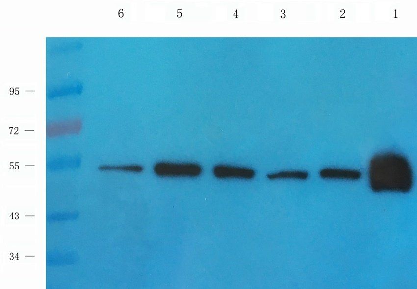 PLK1 Rabbit Polyclonal Antibody