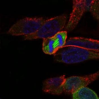 PLK1 Antibody