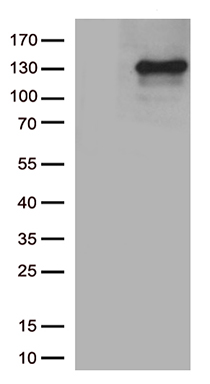 PLK4 Antibody