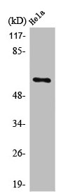 PLK5 Antibody