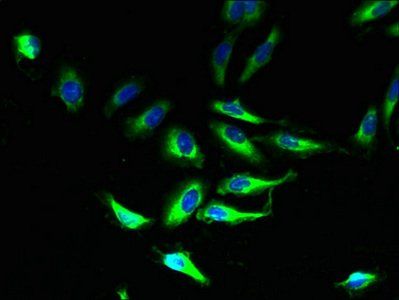 PLP1 Antibody