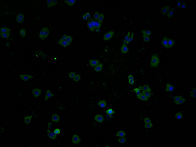 PLPPR1 Antibody
