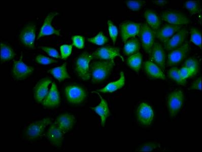 PLS1 Antibody