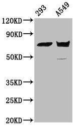 PLS1 Antibody