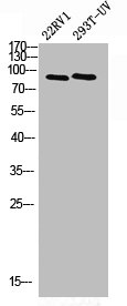 PML Antibody