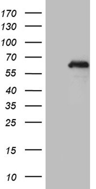 PMP22 Antibody
