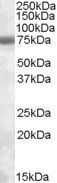Goat anti-PMSCL1 Antibody