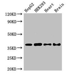 PNKD Antibody