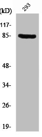 PNPT1 Antibody