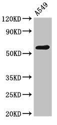 PODXL Rabbit Polyclonal Antibody