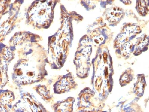 PODXL Mouse Monoclonal Antibody