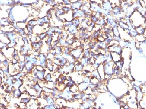 PODXL Mouse Monoclonal Antibody