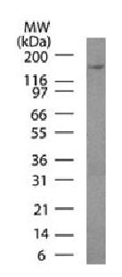PODXL Mouse Monoclonal Antibody