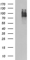 POGK Antibody