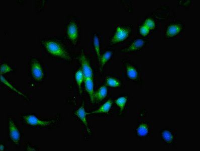 POGK Antibody