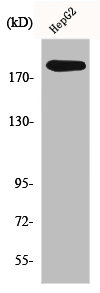 POLA1 Antibody