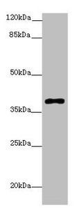 POLB Antibody