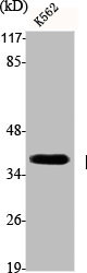 POLB Antibody