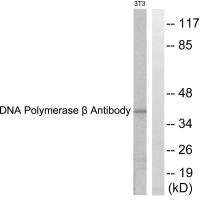 POLB Antibody