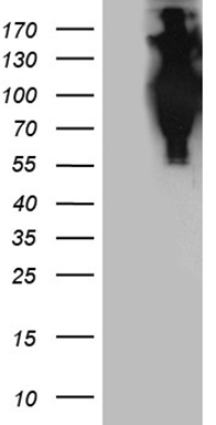 KCTD13 Antibody