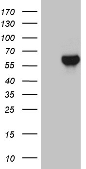 KCTD13 Antibody