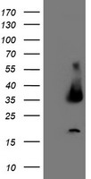 POLR2E Antibody