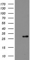 POLR2E Antibody