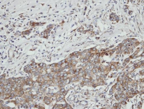 PON2 Rabbit Polyclonal Antibody