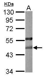 PON2 Rabbit Polyclonal Antibody