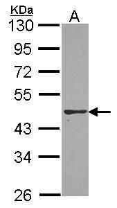 PON2 Rabbit Polyclonal Antibody