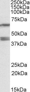 PON2 Antibody
