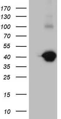 PON3 Antibody