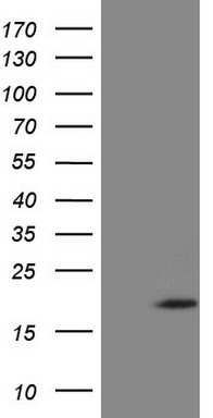 PON3 Antibody