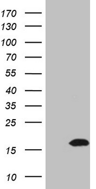 PON3 Antibody
