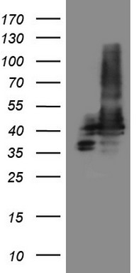 PON3 Antibody