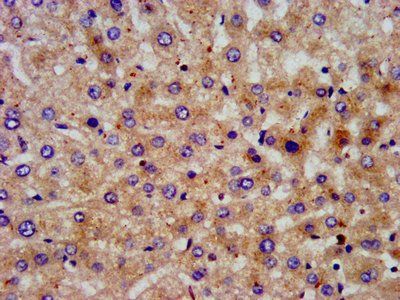 PON3 Antibody