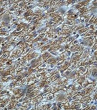 PON3 Rabbit Polyclonal Antibody