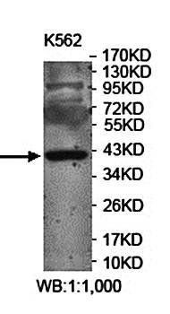PON3 Rabbit Polyclonal Antibody