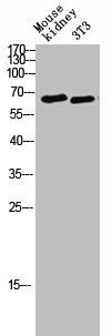 POTEB Antibody