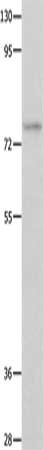 POU2F1 Antibody