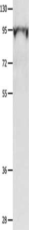POU2F1 Antibody
