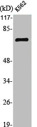 POU2F1 Antibody